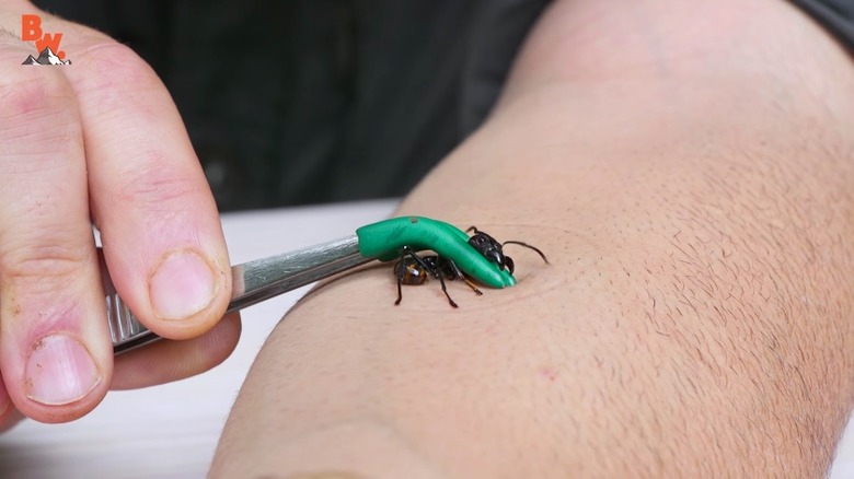 bullet-ant-sting
