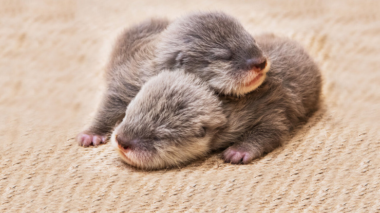 Netflix baby animal cam