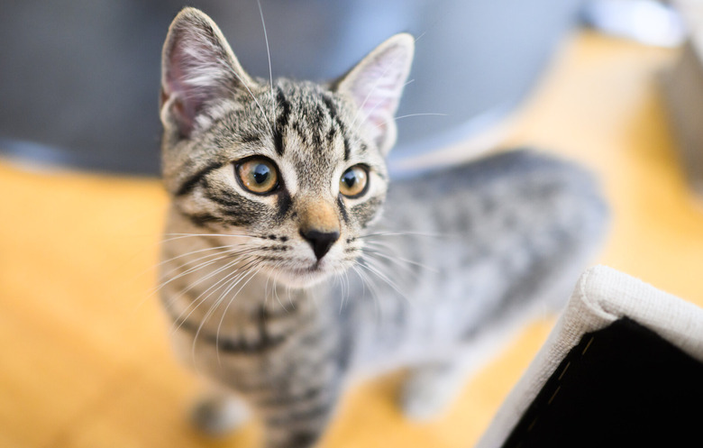 cat