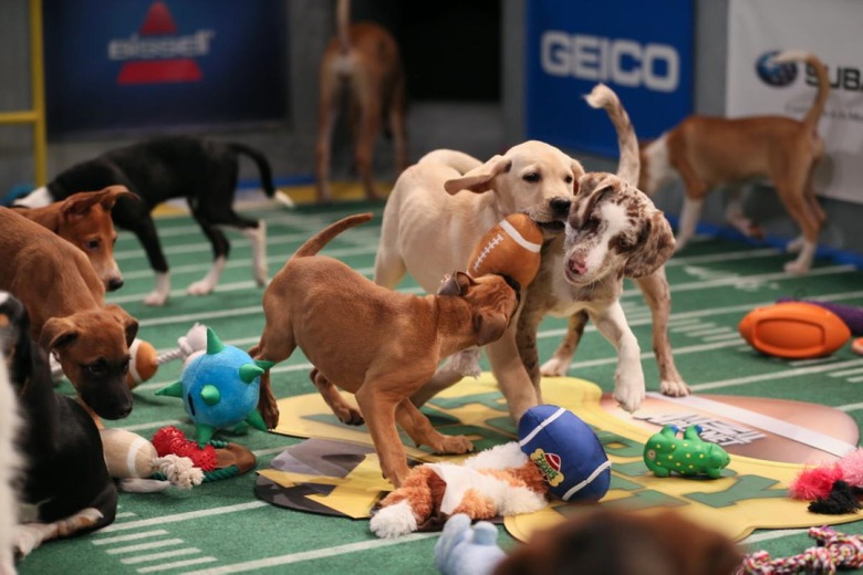 puppy-bowl-2014