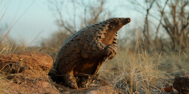 Kulu in Pangolin: Kulu’s Journey.