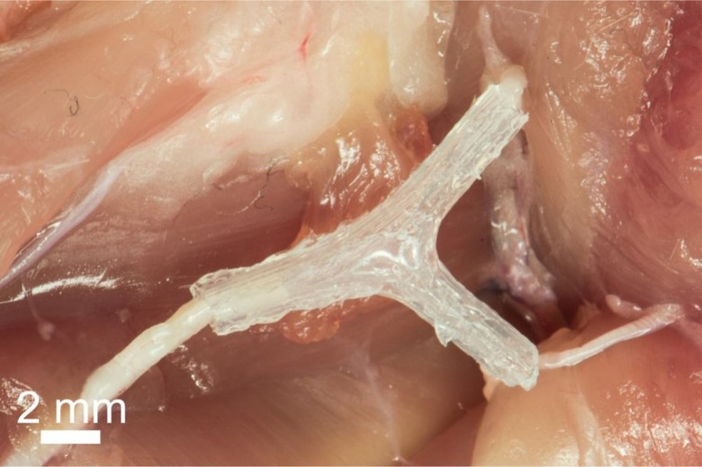 3D-printed-nerve-guide-for-nerve-generation