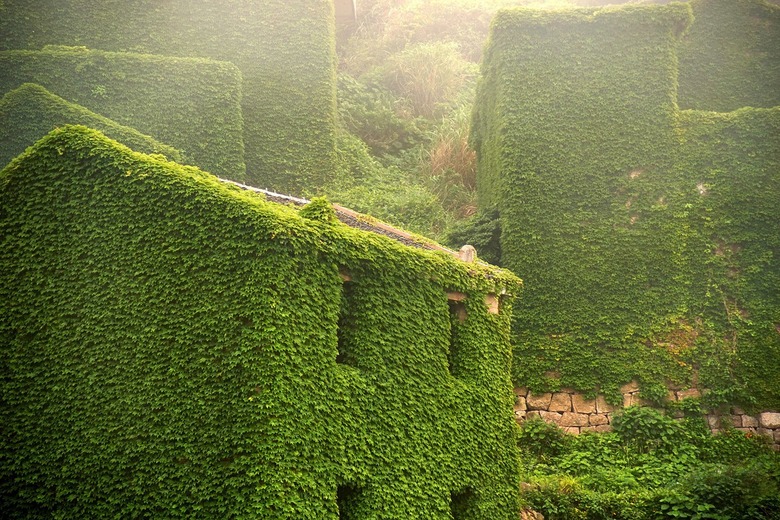 vines-village
