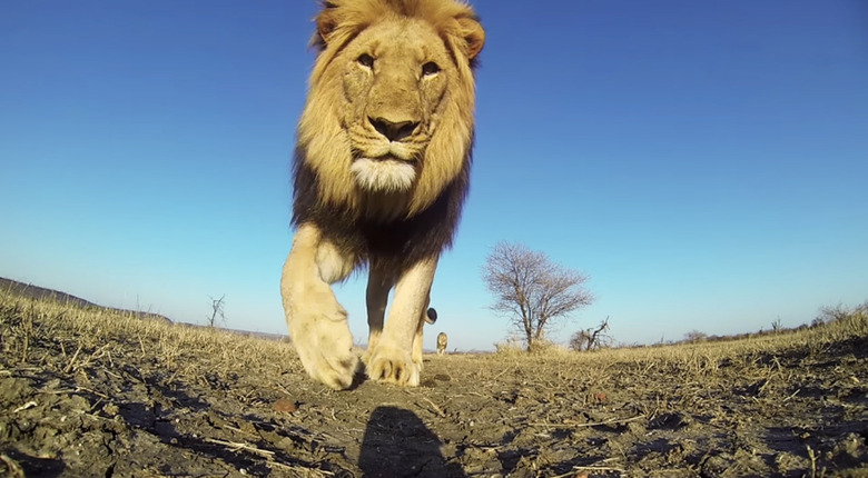 lion-gopro-1