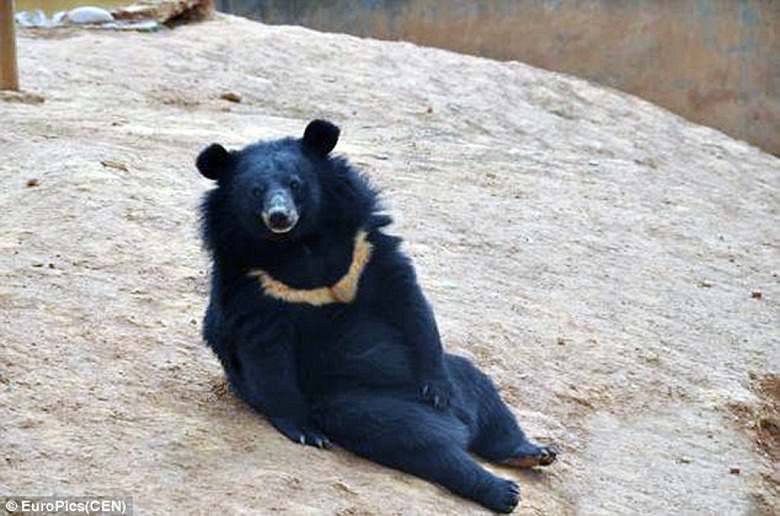asian-black-bear-dog-puppies-1