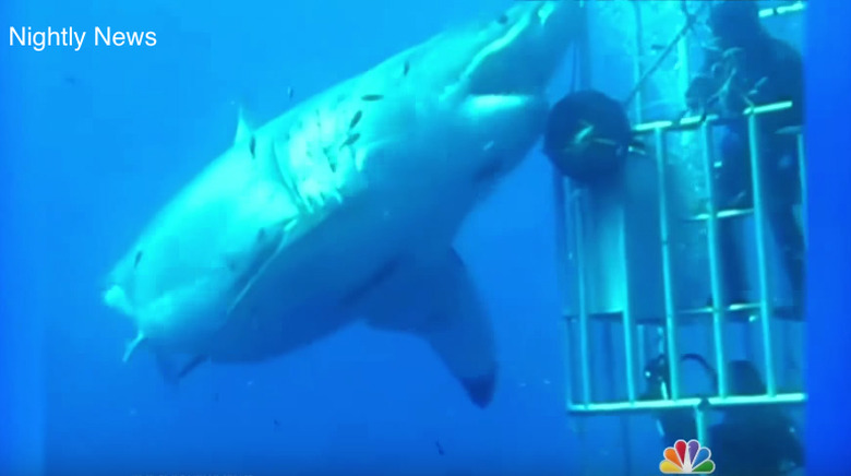 biggest-white-shark-nbc