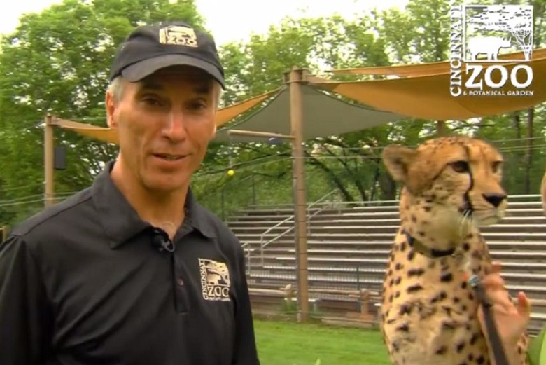 cheetah zoo