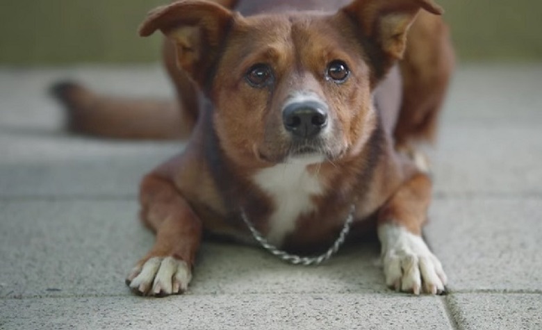 dog PSA