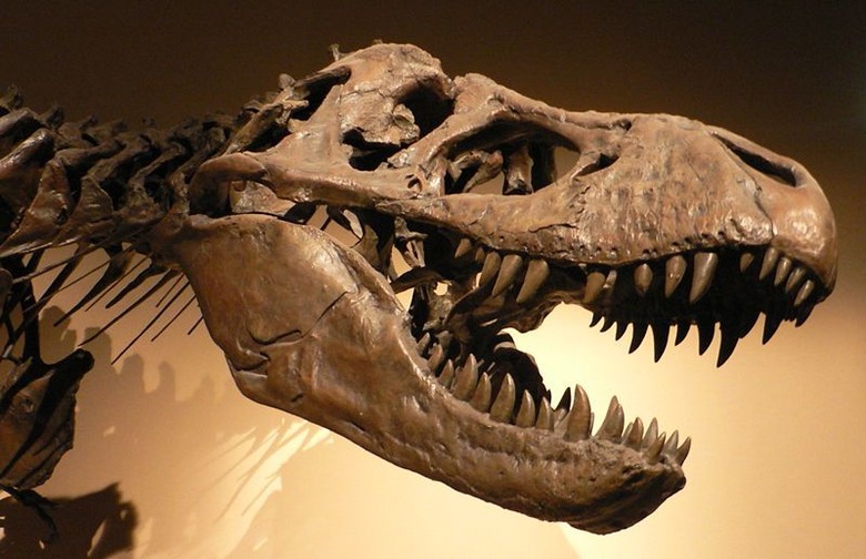 Tyrannosaurus_Rex_Skeleton