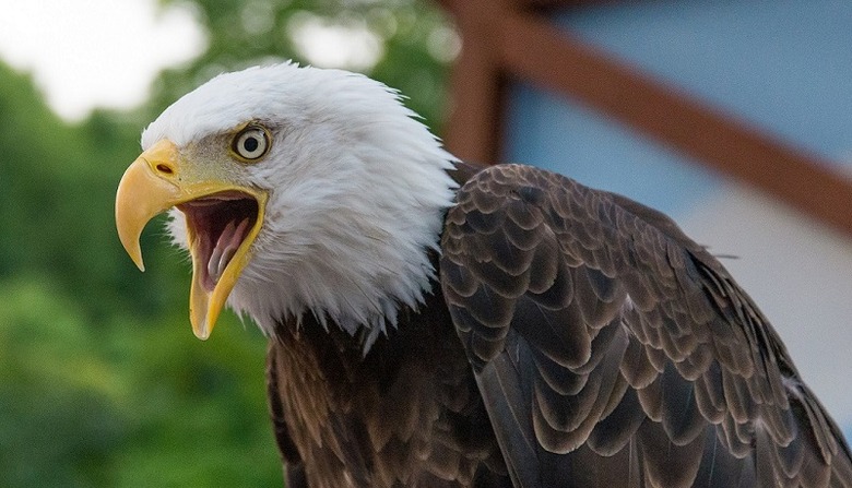 bald eagle photo