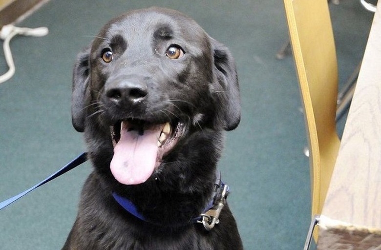 bear black lab electronics