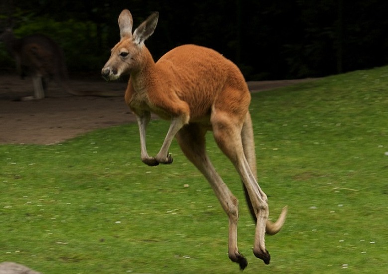 kangaroo chase