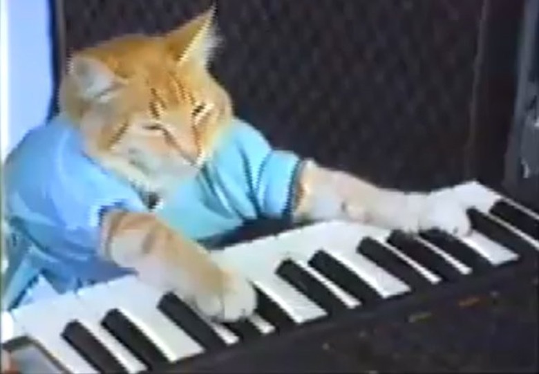 youtube-cat110525205626