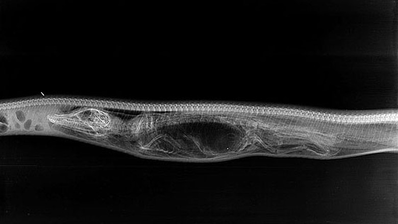 python-eating-alligator-day-1