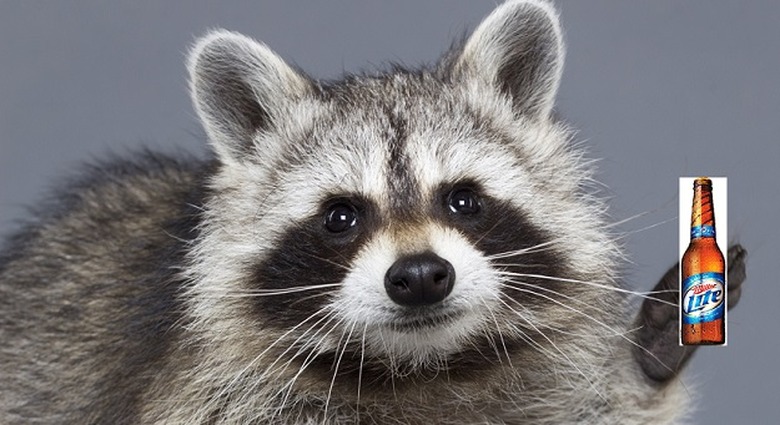 raccoon drinking