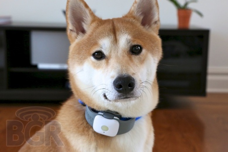 tagg-pet-tracker-review