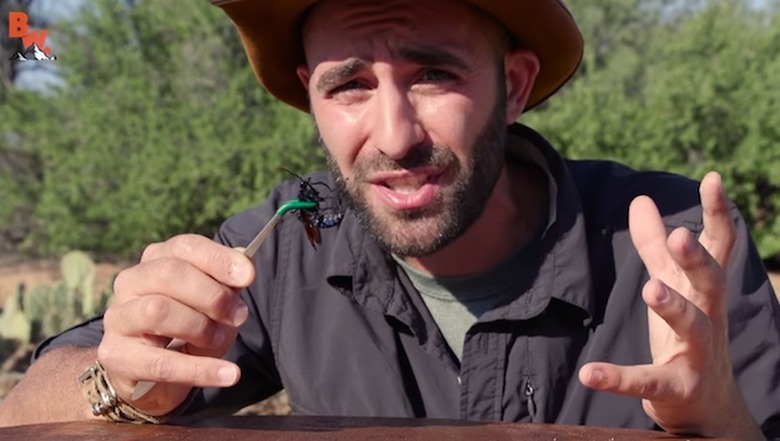 tarantula-hawk-coyote-video