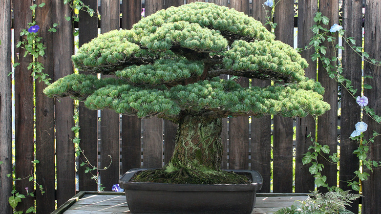 YamakiPineCrop