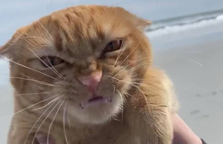 cat