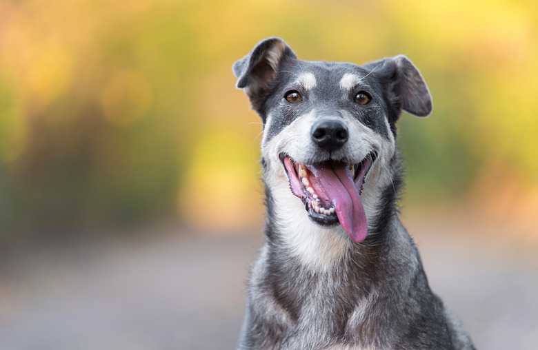 dog