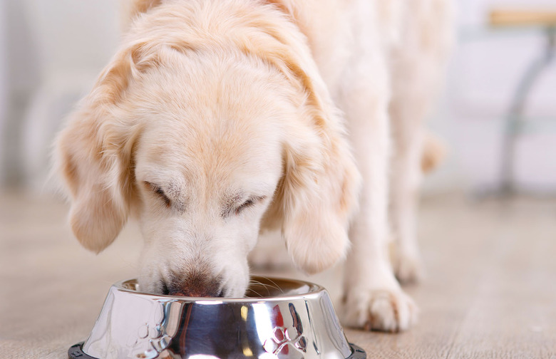 dog eating