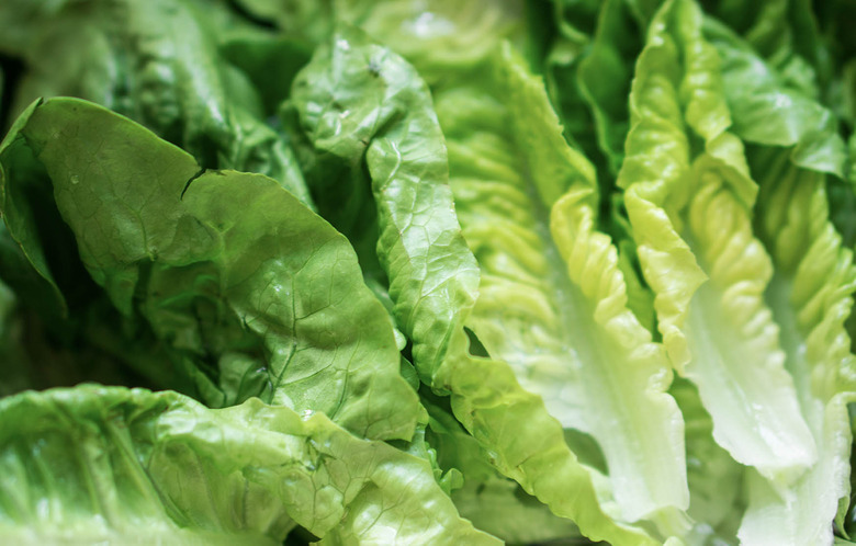 lettuce