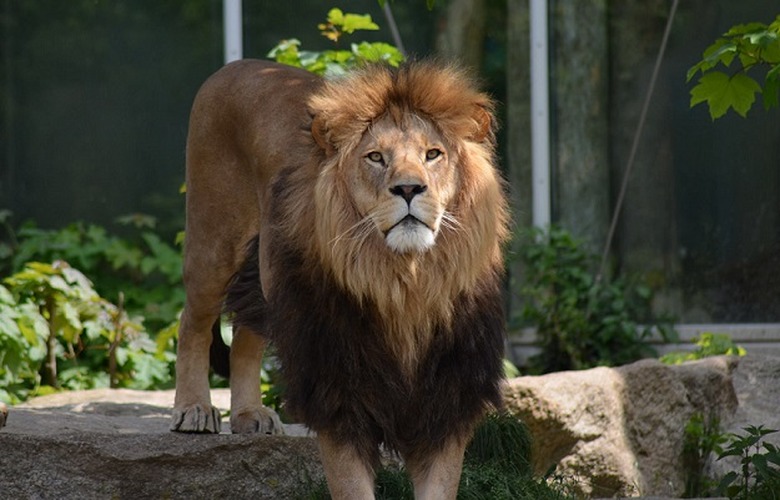 lion zoo