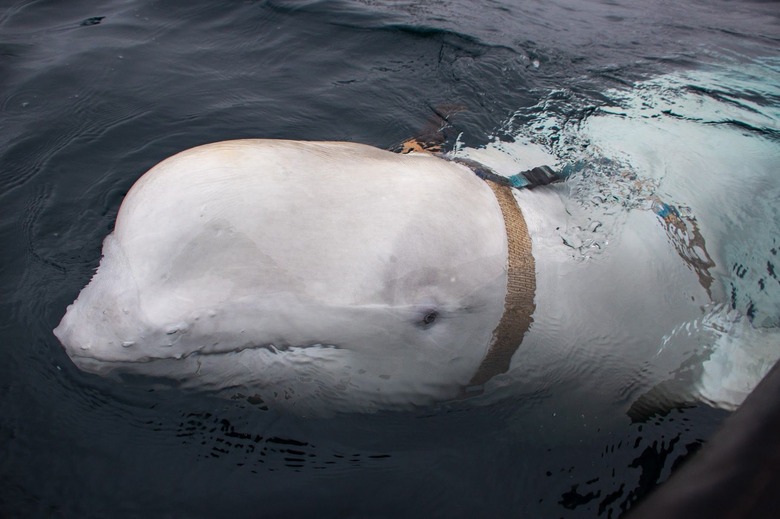 Beluga-Whale