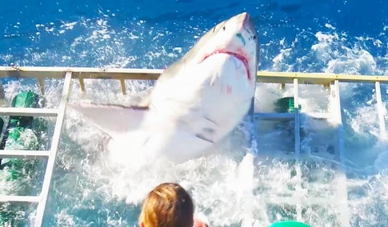 shark-breach