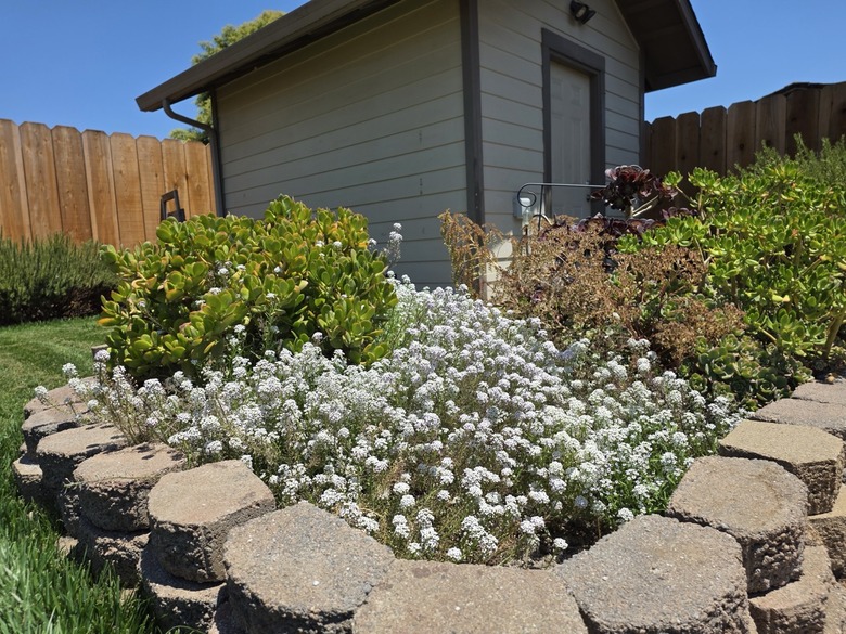 flower-bed
