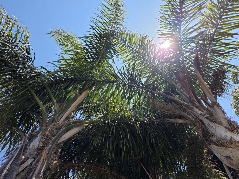 palm-trees
