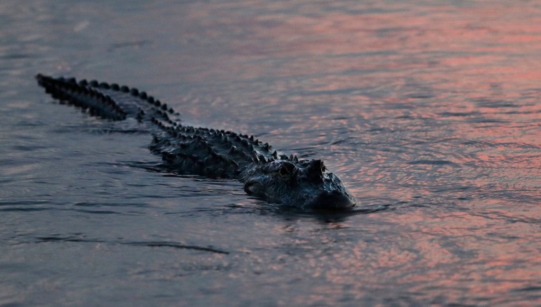 Unfashionable Alligators, Luling, USA - 03 Oct 2018
