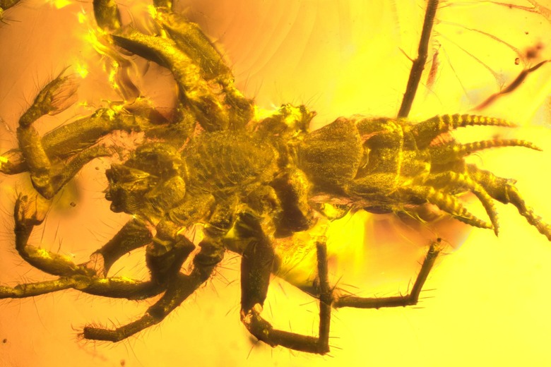 06OBS-ARACHNID2-superJumbo