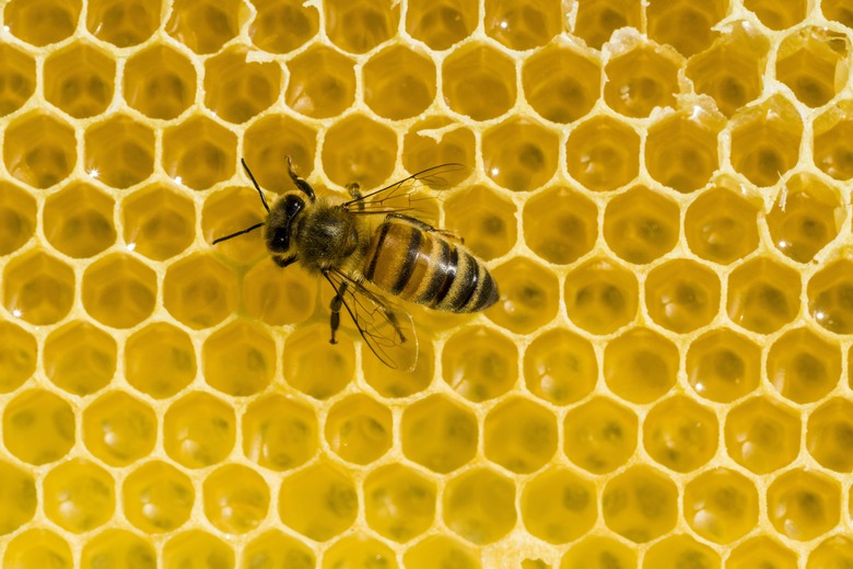 honeybee