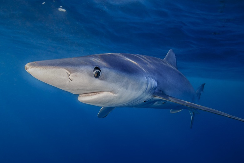 blue shark swimming near the ocean surface