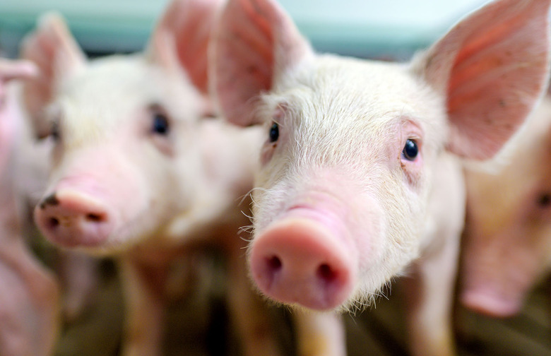 pigs