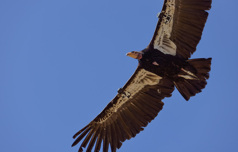 condor