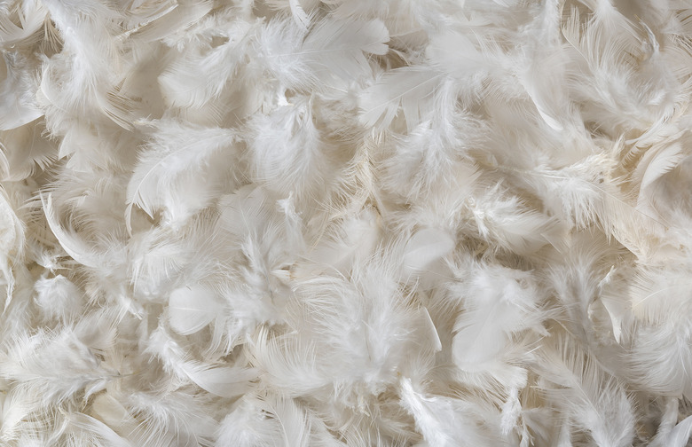 chicken feathers