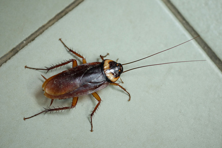 genetically modified cockroaches could open new doors for gene-editing research