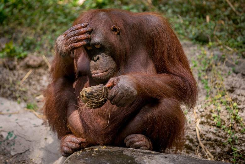 sad orang utan