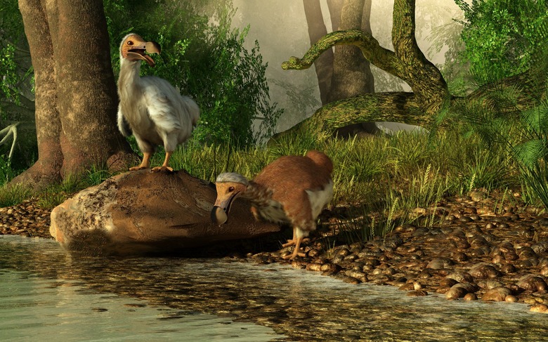 dodo bird de-extinction