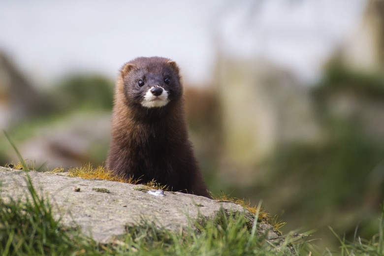 Coronavirus Mink Mutation