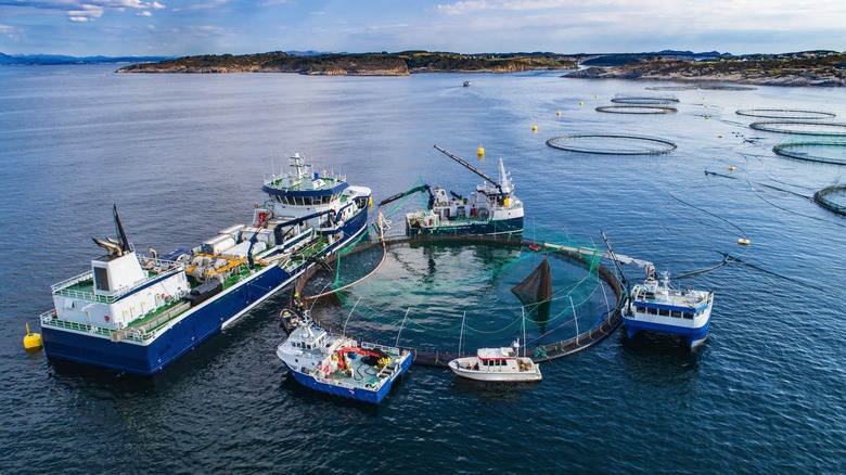 Salmon Fish Farm