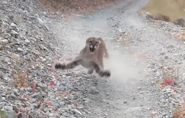 cougar