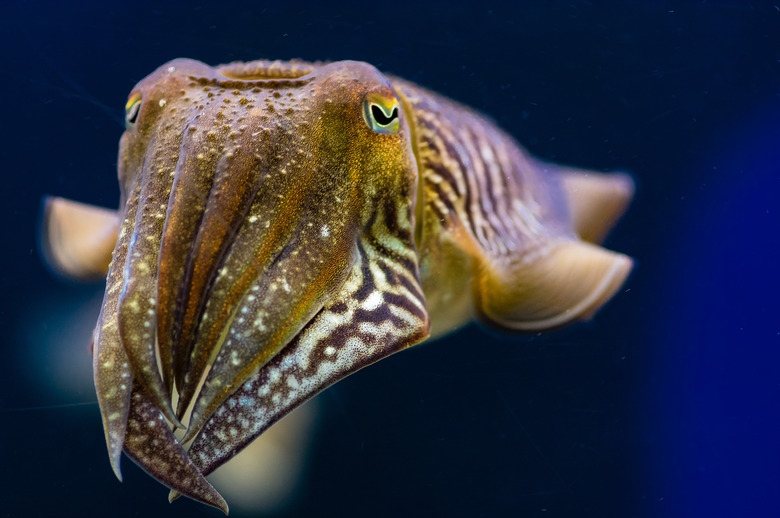 cuttlefish marshmallow test shows they have cognitive abilities we didn't know about