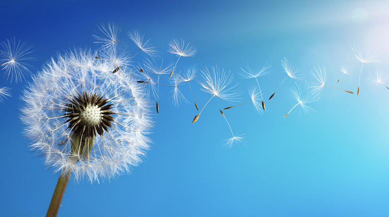 dandelion
