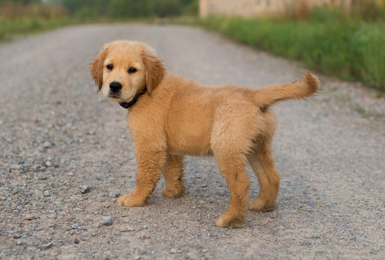 puppy-dog