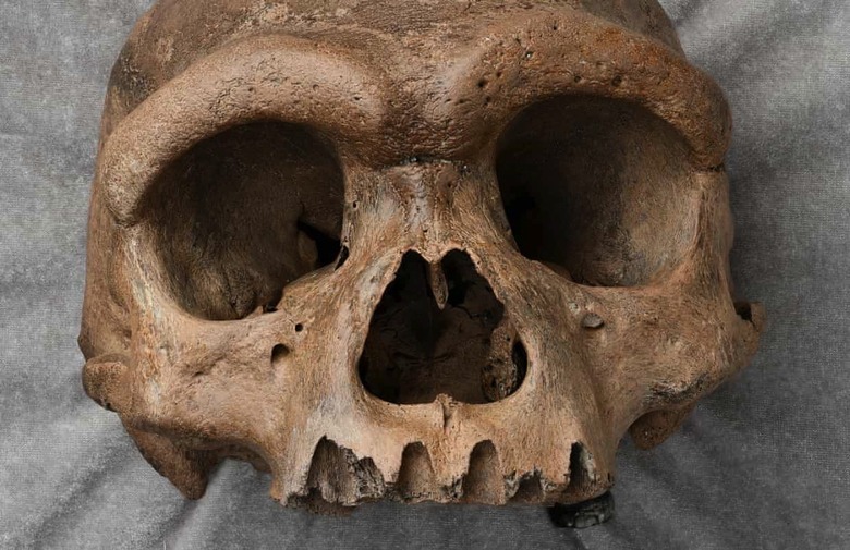 Dragon Man Skull