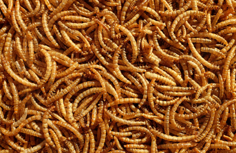 mealworms