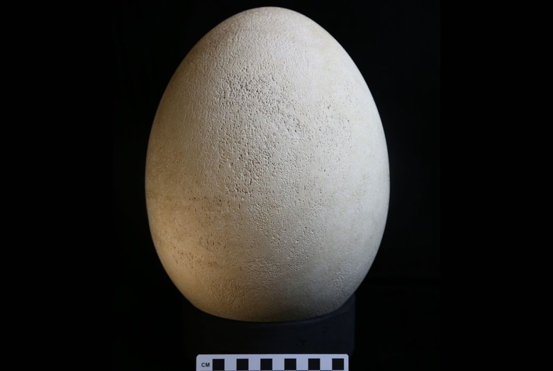 bms_elephant_bird_egg_1 (1)
